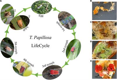 Transcriptome Analysis for Identification of Genes Related to Growth and Development, Digestion and Detoxification, Olfaction in the Litchi Stink Bug Tessaratoma papillosa